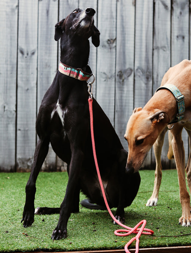 Unleash the Joy: The Benefits of Different Dog Leash Lengths for Everyday Walks