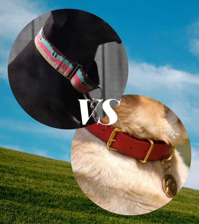 Close-up comparison of a Woofo martingale dog collar versus a regular flat collar -- martingale collar vs regular collar guide.