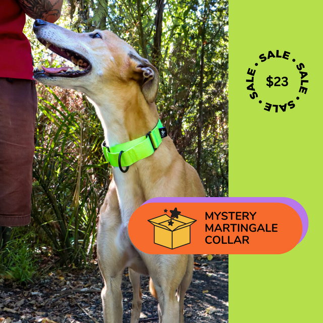 1 x Mystery Martingale Collar | Adventure Collection