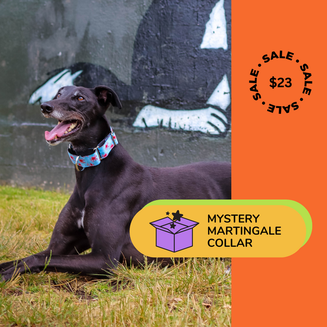 1 x Mystery Martingale Collar | Designer Collection