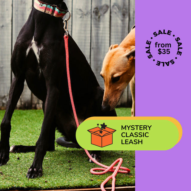 1 x Mystery Classic Leash | Aluminium Carabiner