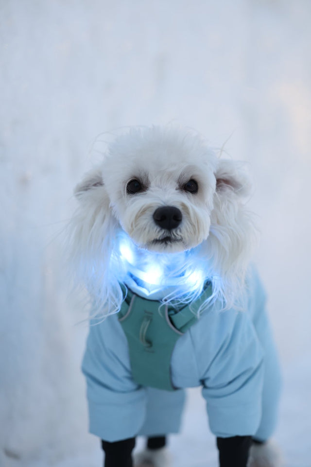 Laroo | Light Up Dog Collar Ring - Small Breed