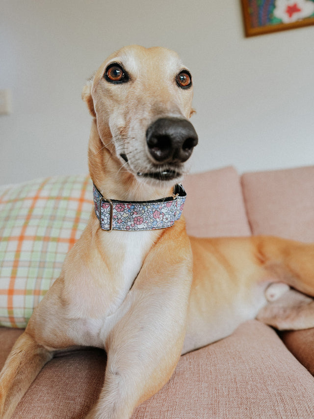 Bunny Blooms Martingale Dog Collar