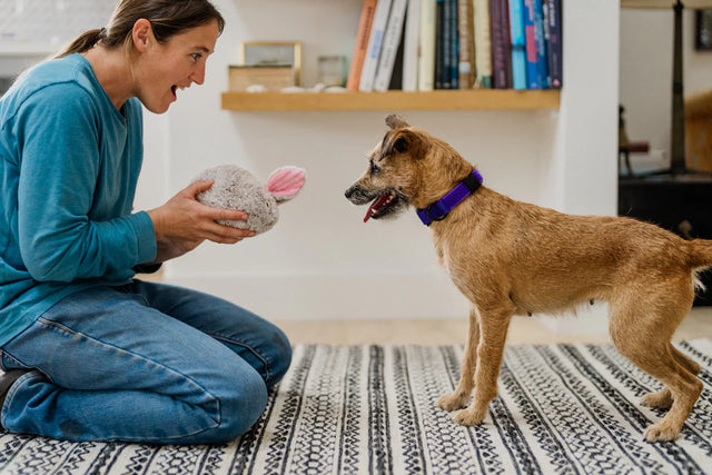 P.L.A.Y.  | Baxter the Bunny Dog Toy