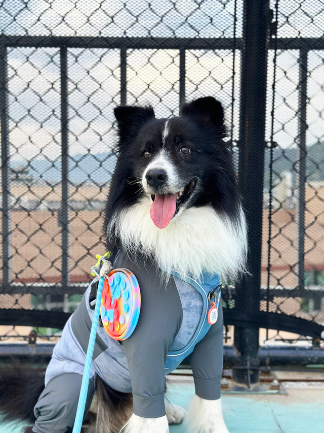 Laroo | Collapsible Travel Bowl for Dogs