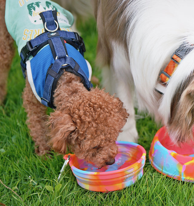 Laroo | Collapsible Travel Bowl for Dogs
