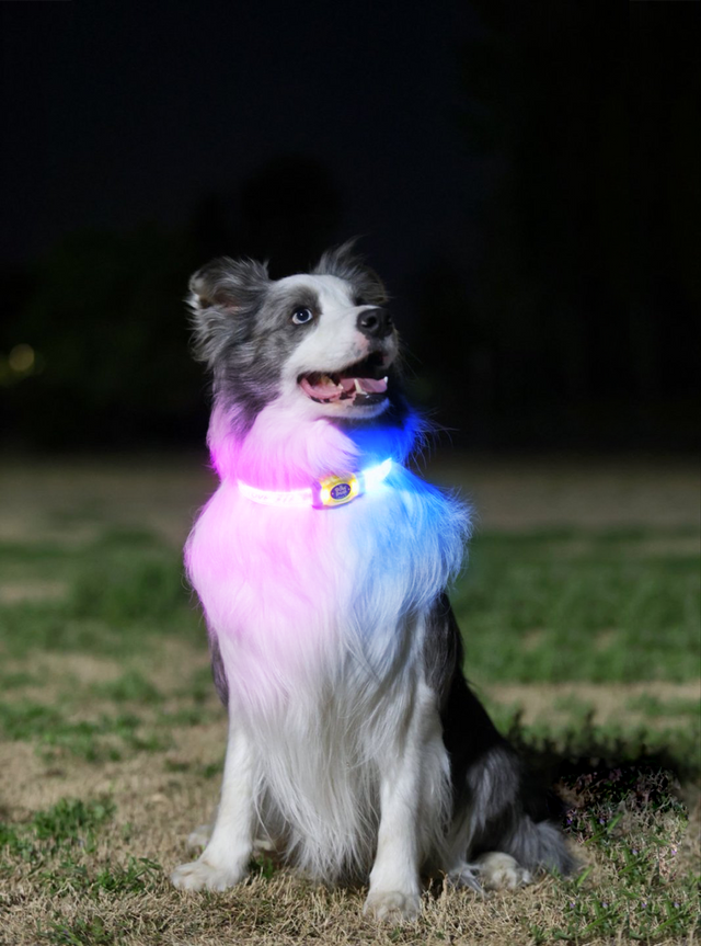 Laroo | Light Up Dog Collar Ring