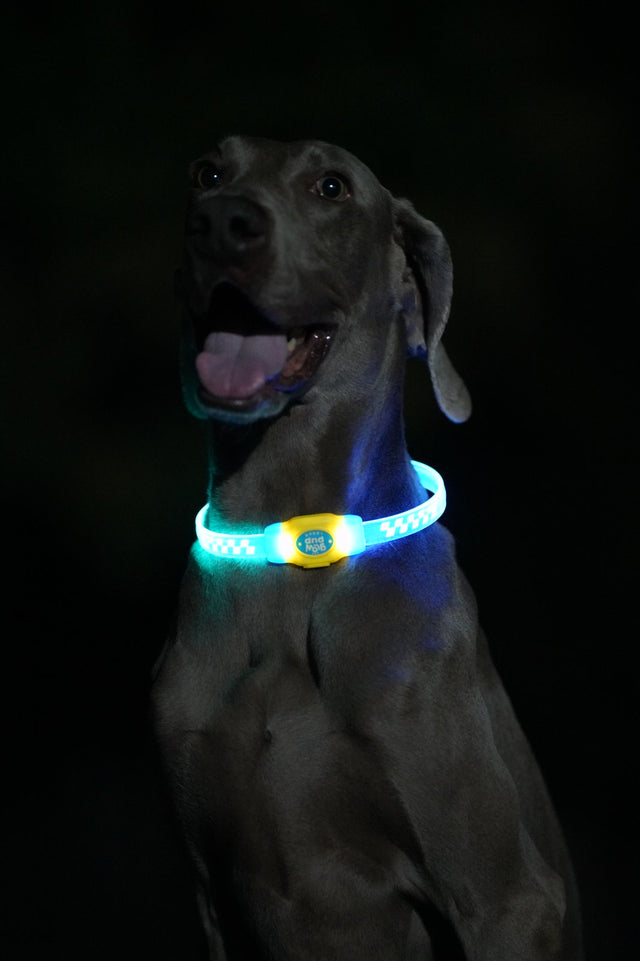 Laroo | Light Up Dog Collar Ring
