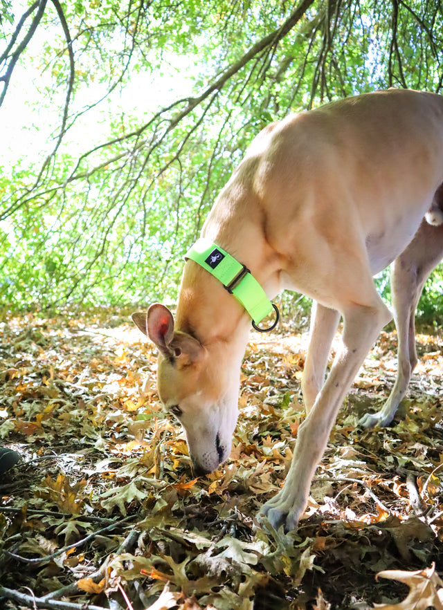 A tan coloured greyhound is wearing a fluro green collar in the forest.