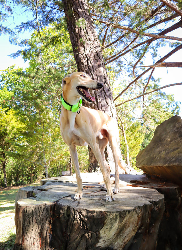 A tan coloured greyhound is wearing a fluro green collar, standing on a tree log.