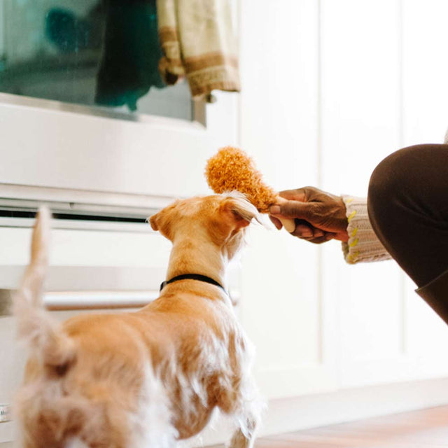 A dog is interacting with a brown, double-layered fried chicken scented dog toy. The toy is designed to resemble a chicken, and it appears to be made of a soft, durable material.