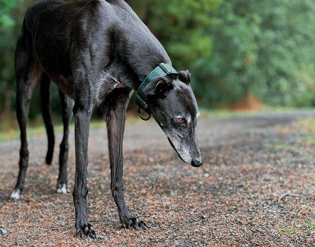 a black greyhound is wearing a grass patterned martingale collar and she is standing in the forest.