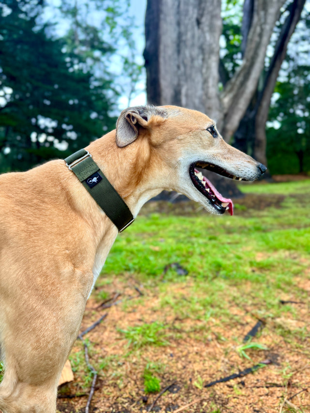 Adventure Martingale Collar - Olive