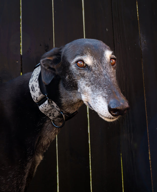 Adventure Martingale Collar - Ink
