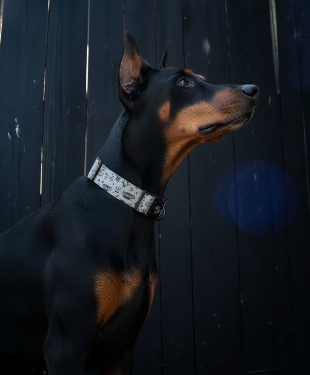 A Doberman dog wearing a collar against a dark background