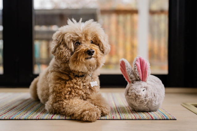 P.L.A.Y.  | Baxter the Bunny Dog Toy