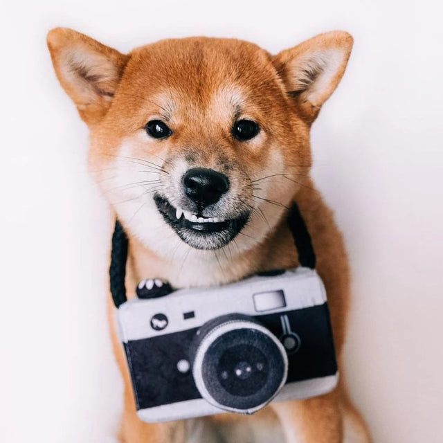 P.L.A.Y. Globetrotter | Camera Dog Toy