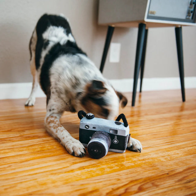 P.L.A.Y. Globetrotter | Camera Dog Toy