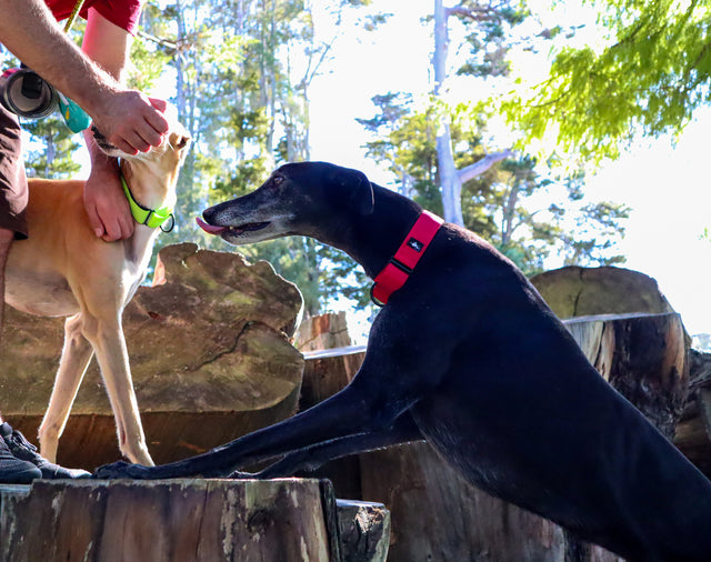 A black greyhound is wearing a bright red martingale collar