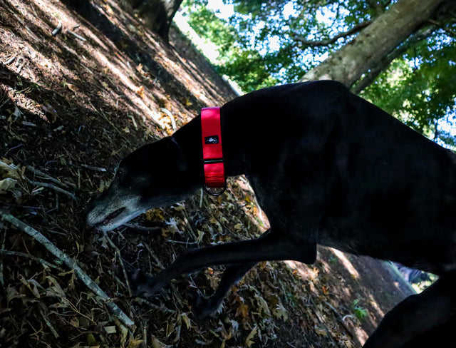 A black greyhound is sniffing the ground while wearing a bright red martingale collar.