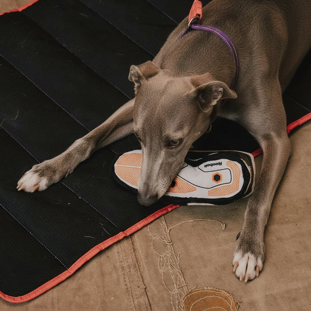 Dog playing with a sneaker toy on a black mat
