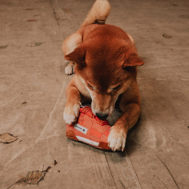 Dog playing with a red toy on a concrete floor