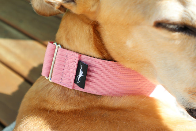 a close shot of fawn greyhound is wearing a soft pink martingale collar.