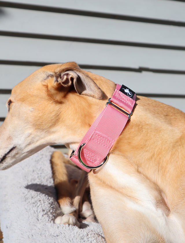 A fawn greyhound is wearing a soft pink martingale collar.