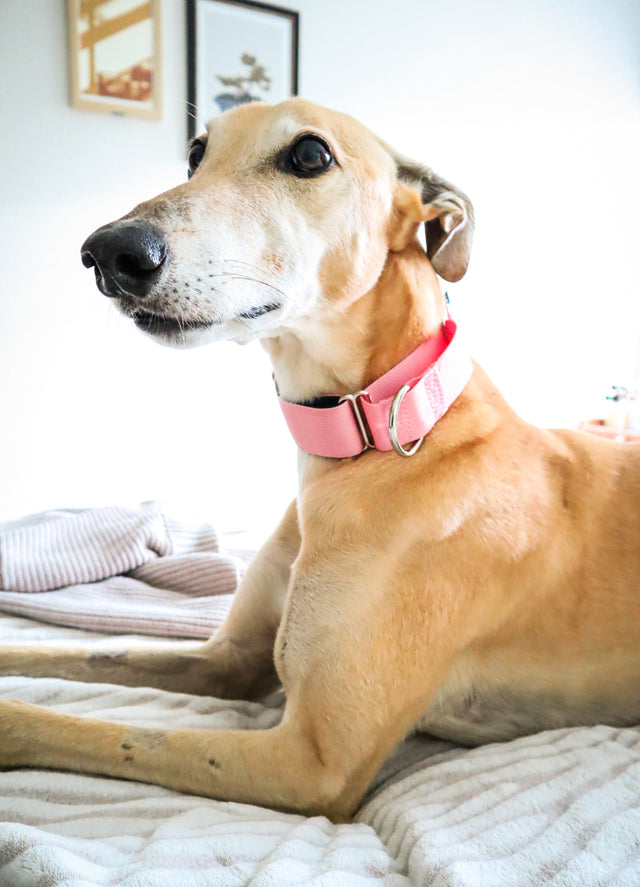 Adventure Martingale Collar - Rose Pink