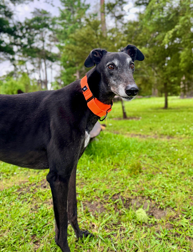 A black greyhound is wearing a fluro orange martingale collar, made of polyester webbing with neoprene padding.