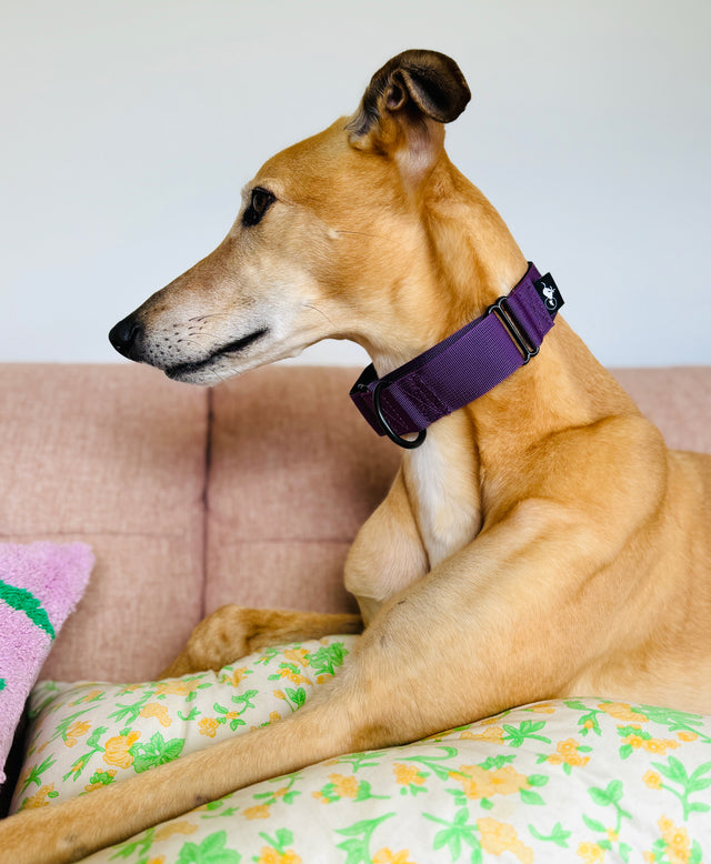 Adventure Martingale Collar - Plum