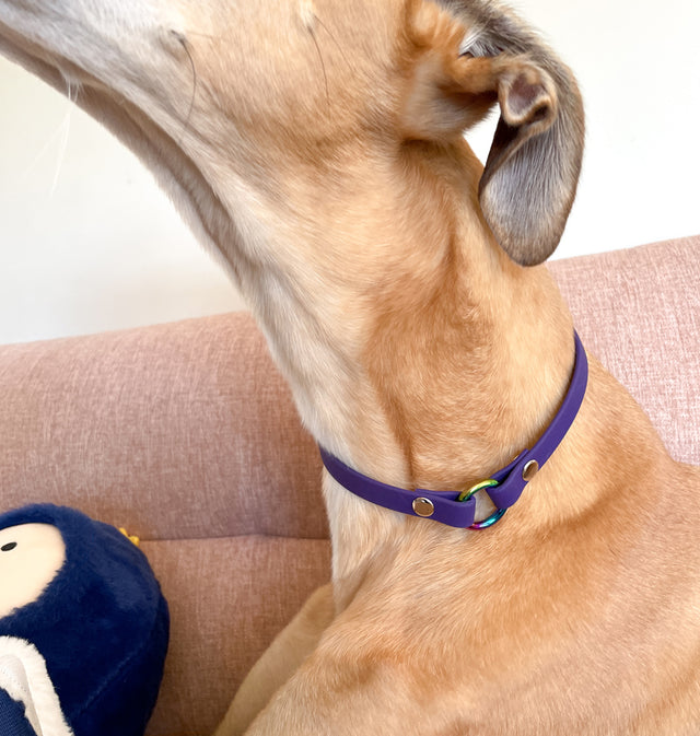 BioThane® Slip-On ID Tag Collar - Violet