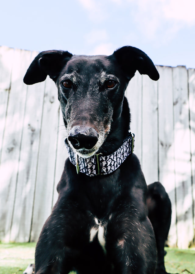 Boo! Martingale Dog Collar