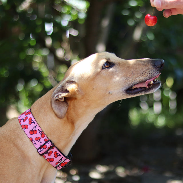 Cherry Crush Martingale Dog Collar