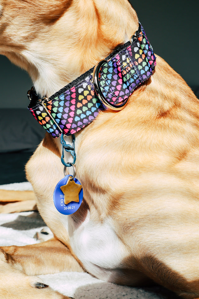 Dog Tag Clips -  Coloured