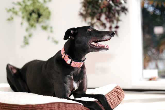 Hot-dog Martingale Dog Collar