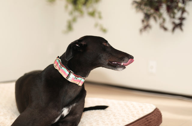It's Ice Cream Time! Martingale Dog Collar