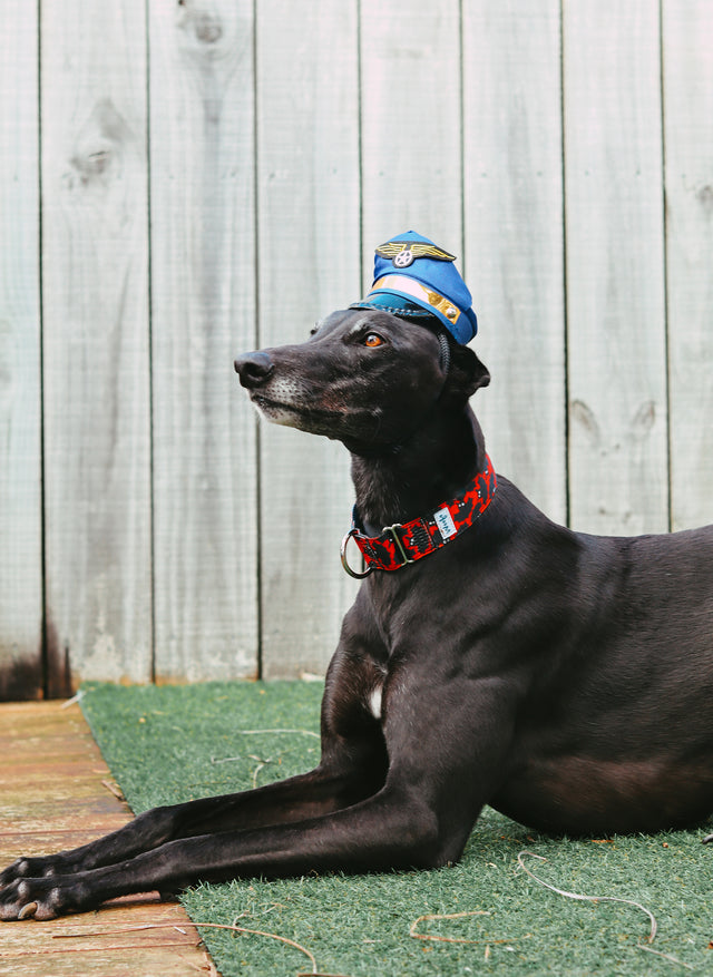 Little Bats Martingale Dog Collar