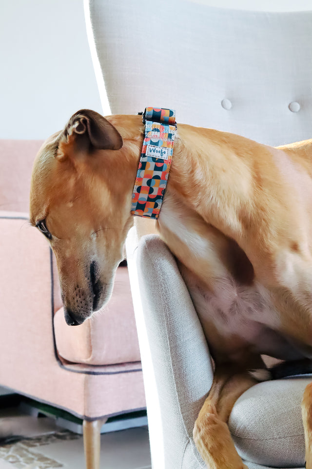 Mid-century Martingale Dog Collar