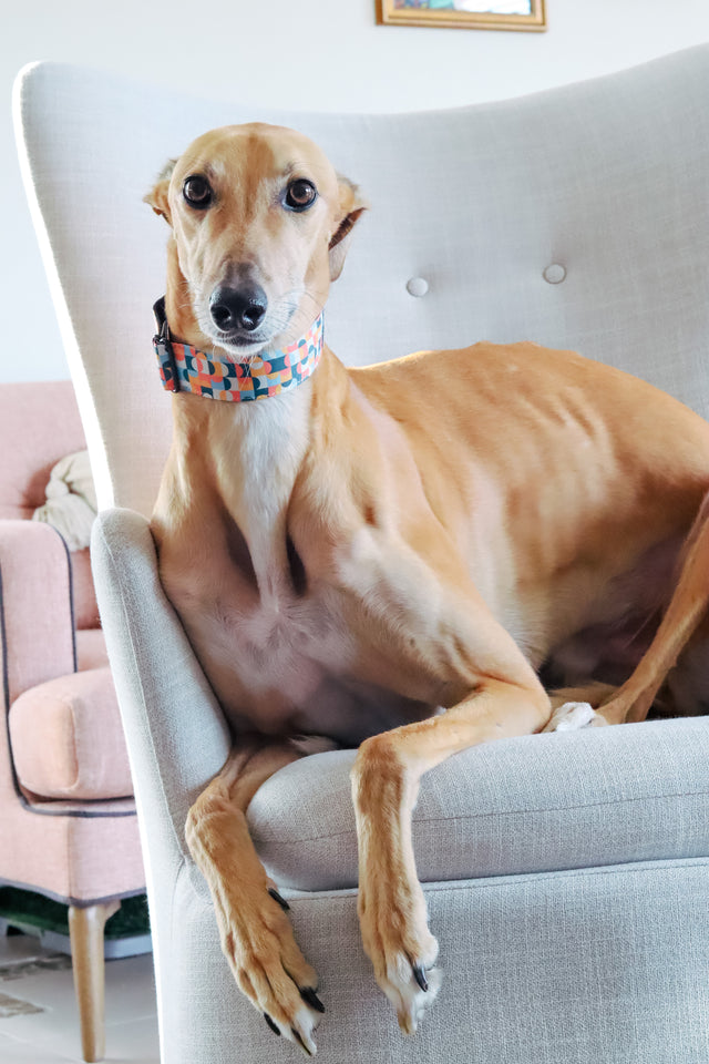 Mid-century Martingale Dog Collar