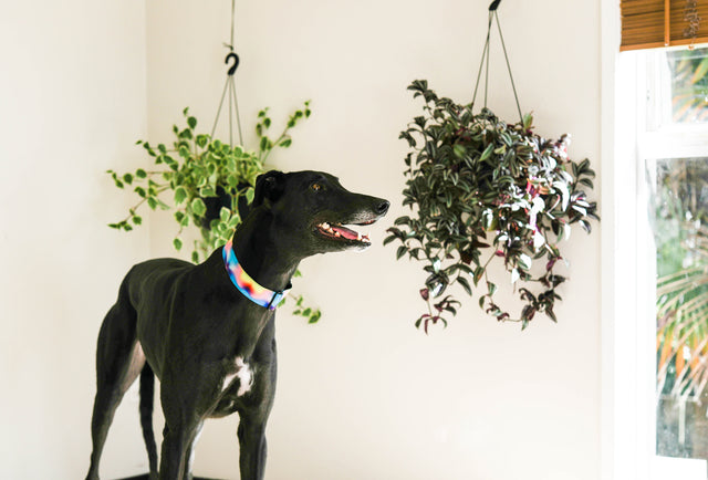 Motion Martingale Dog Collar