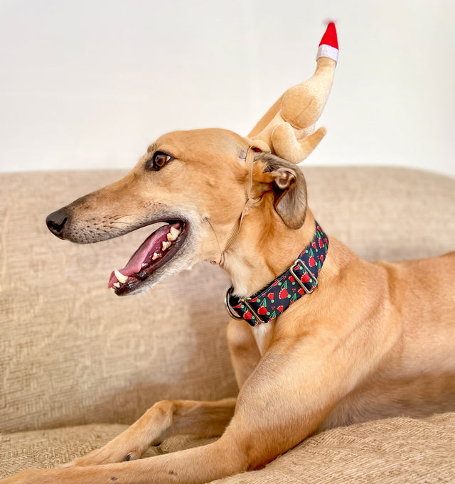 Pōhutukawa Martingale Dog Collar