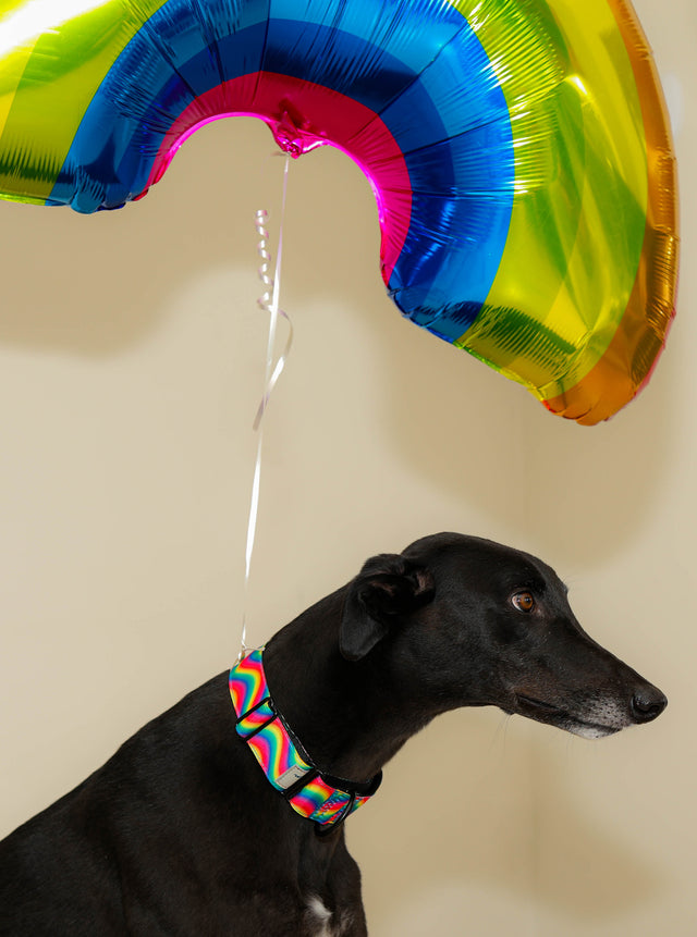 Rainbow Waves Martingale Dog Collar