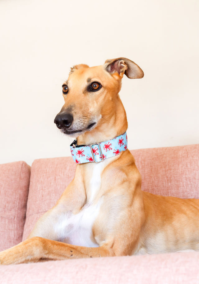Sea-legs Martingale Dog Collar