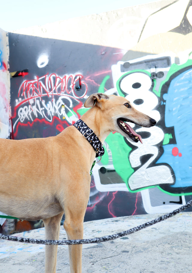 Toucans Martingale Dog Collar