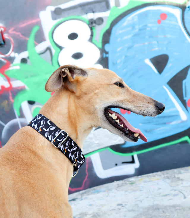 Toucans Martingale Dog Collar