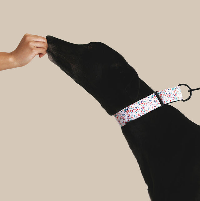 A dog wearing a Woofo martingale collar on a walk -- why dogs use martingale collars explained.