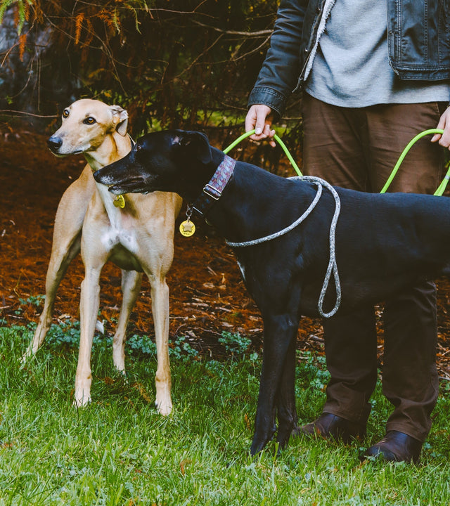 Rope Lead vs Flat Nylon Lead: Which Is Better for Your Dog?