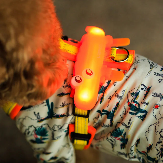 Laroo | Little Crocodile Dog Safety Light