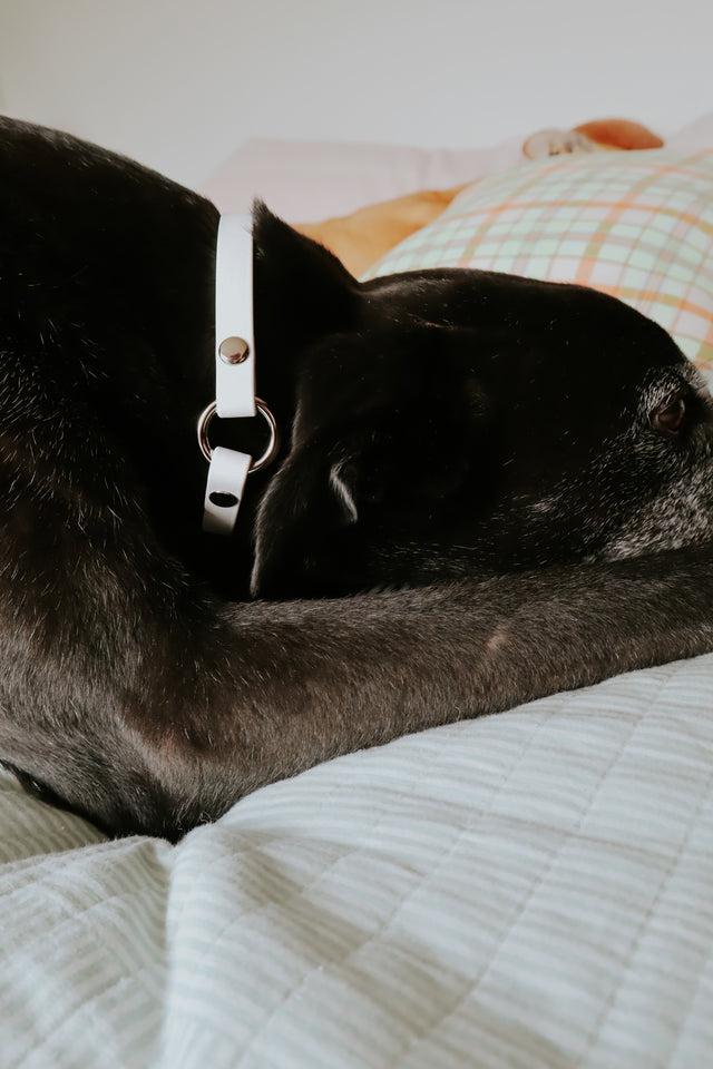 BioThane® Slip-On ID Tag Collar - White